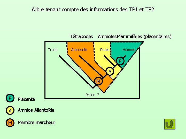 Arbre tenant compte des informations des TP 1 et TP 2 Tétrapodes Truite Amniotes.
