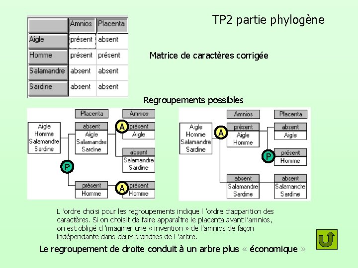 TP 2 partie phylogène Matrice de caractères corrigée Regroupements possibles A A P P