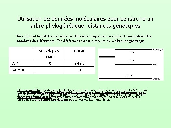 Utilisation de données moléculaires pour construire un arbre phylogénétique: distances génétiques En comptant les