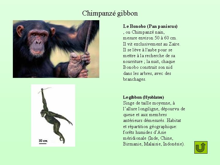 Chimpanzé gibbon Le Bonobo (Pan paniscus) , ou Chimpanzé nain, mesure environ 50 à