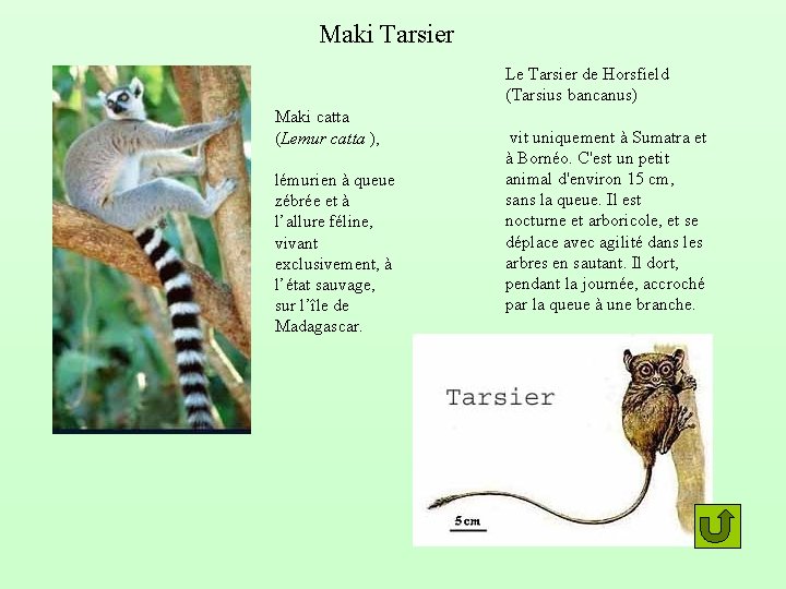 Maki Tarsier Le Tarsier de Horsfield (Tarsius bancanus) Maki catta (Lemur catta ), lémurien