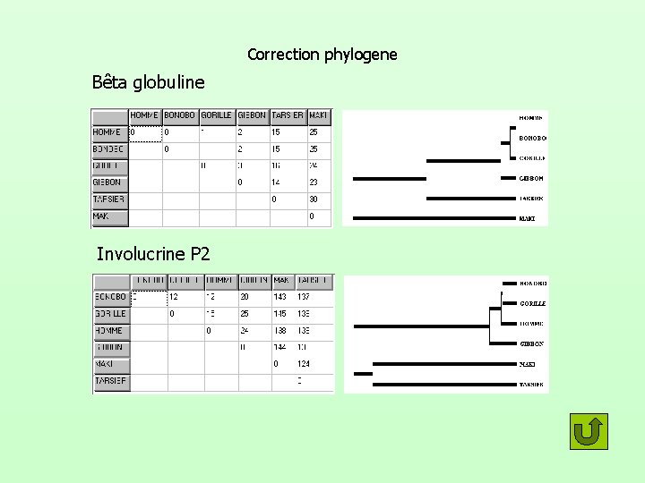 Correction phylogene Bêta globuline Involucrine P 2 