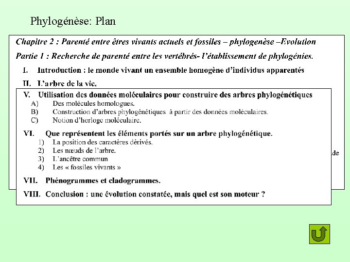 Phylogénèse: Plan 