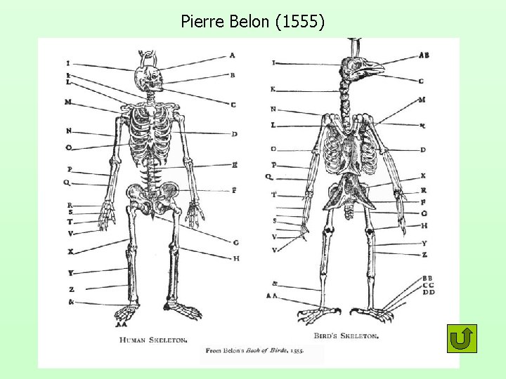 Pierre Belon (1555) 