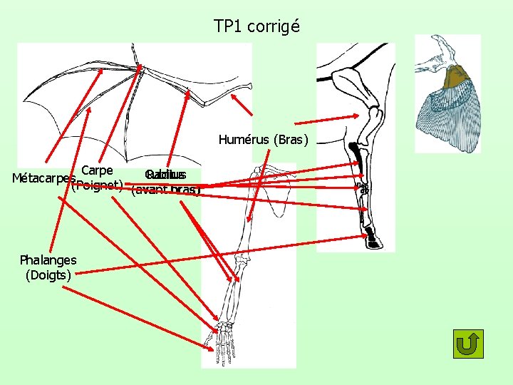 TP 1 corrigé Humérus (Bras) Carpe Cubitus Radius Métacarpes (Poignet) (avant bras) Phalanges (Doigts)