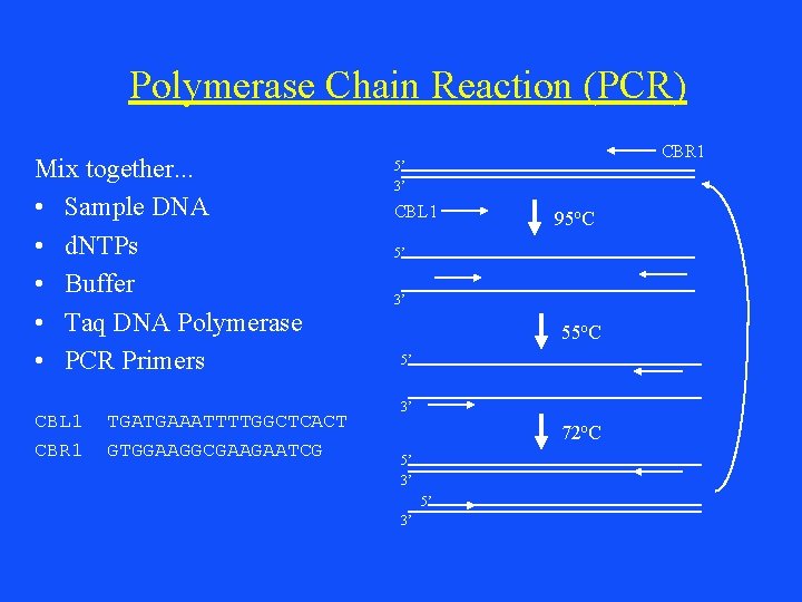 Polymerase Chain Reaction (PCR) Mix together. . . • Sample DNA • d. NTPs