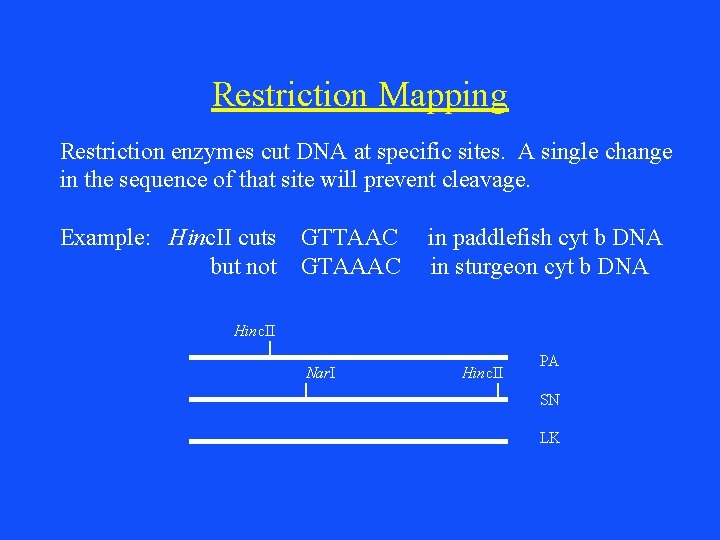 Restriction Mapping Restriction enzymes cut DNA at specific sites. A single change in the