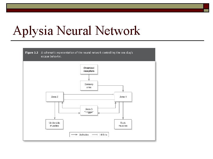 Aplysia Neural Network 