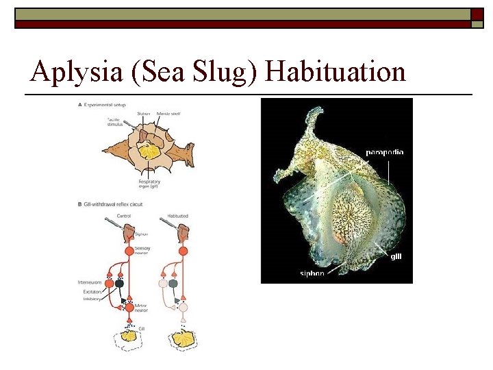 Aplysia (Sea Slug) Habituation 