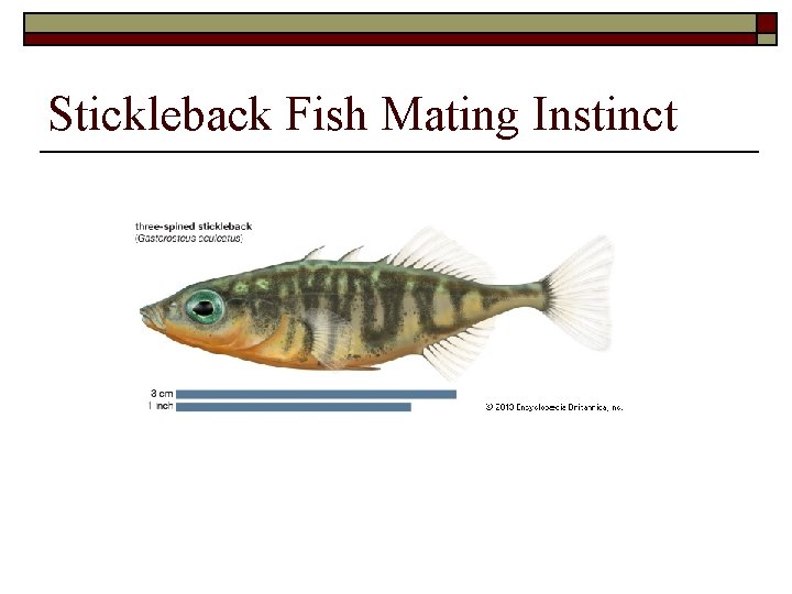 Stickleback Fish Mating Instinct 