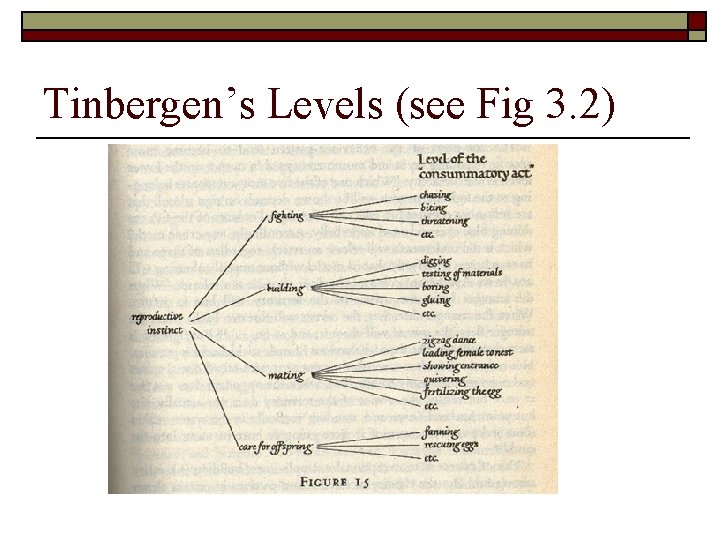 Tinbergen’s Levels (see Fig 3. 2) 