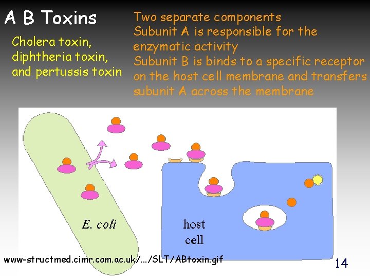 A B Toxins Two separate components Subunit A is responsible for the Cholera toxin,