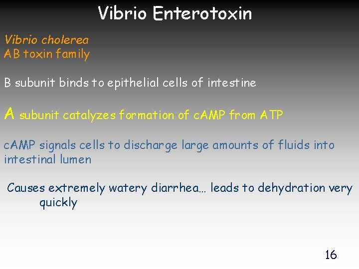 Vibrio Enterotoxin Vibrio cholerea AB toxin family B subunit binds to epithelial cells of