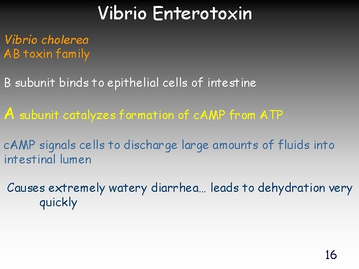 Vibrio Enterotoxin Vibrio cholerea AB toxin family B subunit binds to epithelial cells of