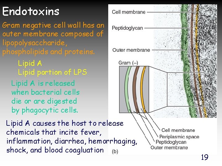 Endotoxins Gram negative cell wall has an outer membrane composed of lipopolysaccharide, phospholipids and