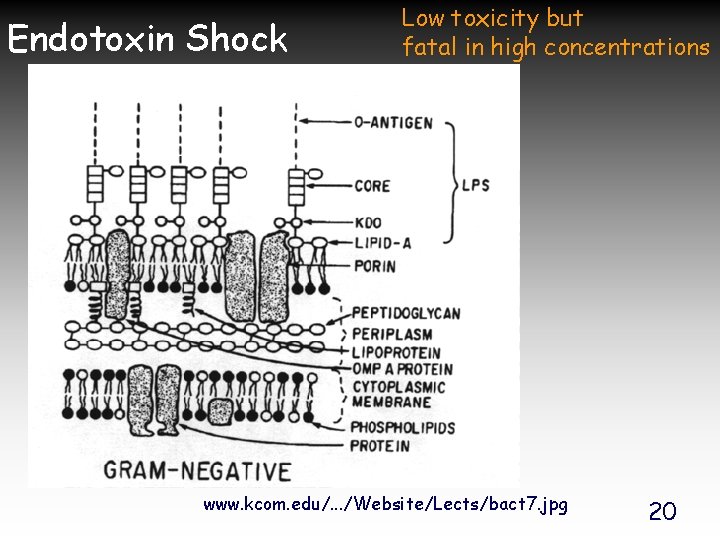 Endotoxin Shock Low toxicity but fatal in high concentrations www. kcom. edu/. . .