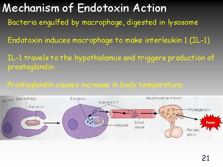 Mechanism of Endotoxin Action Bacteria engulfed by macrophage, digested in lysosome Endotoxin induces macrophage