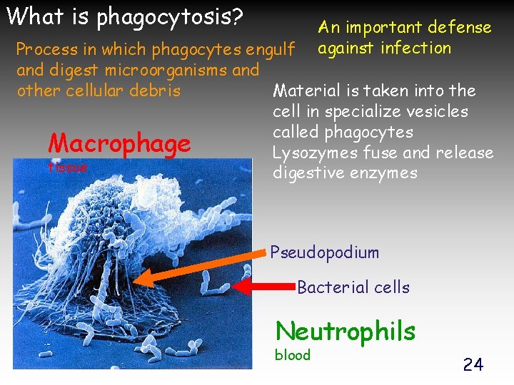 What is phagocytosis? An important defense against infection Process in which phagocytes engulf and