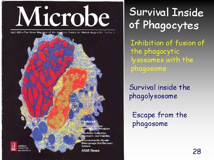 Survival Inside of Phagocytes Inhibition of fusion of the phagocytic lysosomes with the phagosome