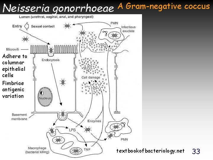 Neisseria gonorrhoeae A Gram-negative coccus Adhere to columnar epithelial cells Fimbriae antigenic variation textbookofbacteriology.