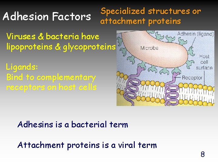 Adhesion Factors Specialized structures or attachment proteins Viruses & bacteria have lipoproteins & glycoproteins