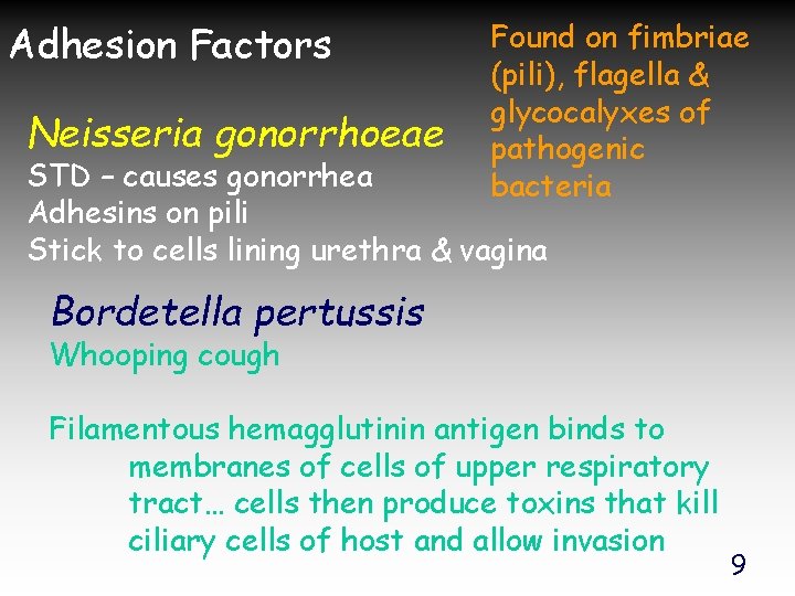 Adhesion Factors Neisseria gonorrhoeae Found on fimbriae (pili), flagella & glycocalyxes of pathogenic bacteria