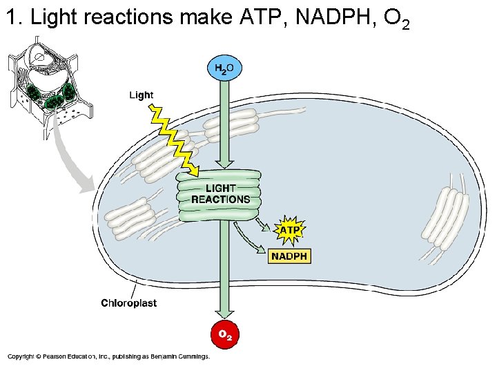 1. Light reactions make ATP, NADPH, O 2 