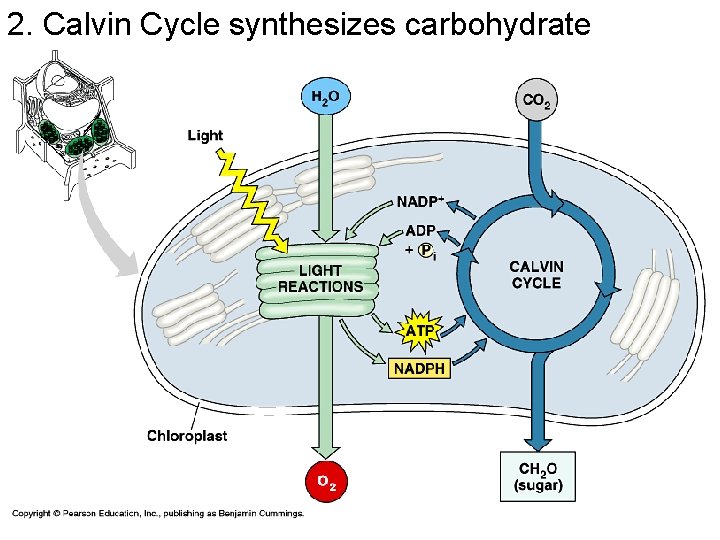 2. Calvin Cycle synthesizes carbohydrate 