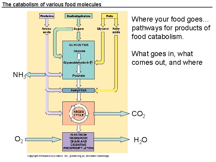 The catabolism of various food molecules Where your food goes… pathways for products of