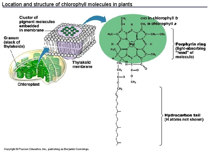 Location and structure of chlorophyll molecules in plants 