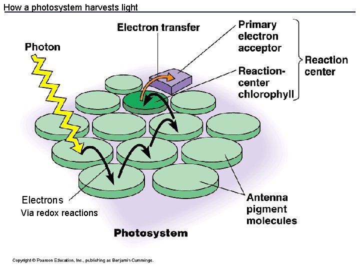 How a photosystem harvests light Electrons Via redox reactions 