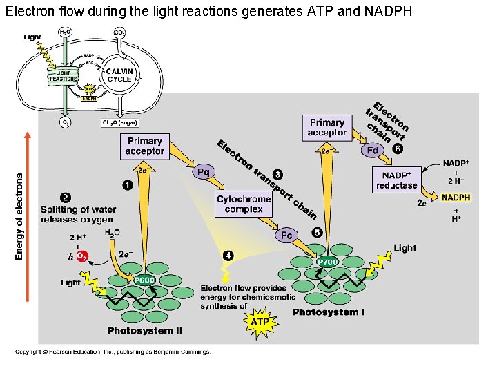 Electron flow during the light reactions generates ATP and NADPH 