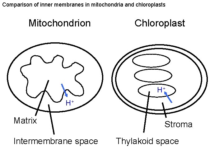 Comparison of inner membranes in mitochondria and chloroplasts Mitochondrion Chloroplast H+ H+ Matrix Intermembrane