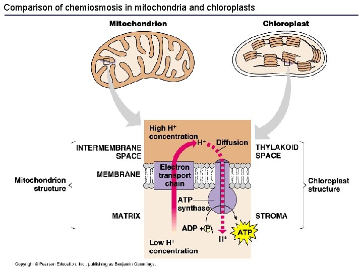 Comparison of chemiosmosis in mitochondria and chloroplasts 