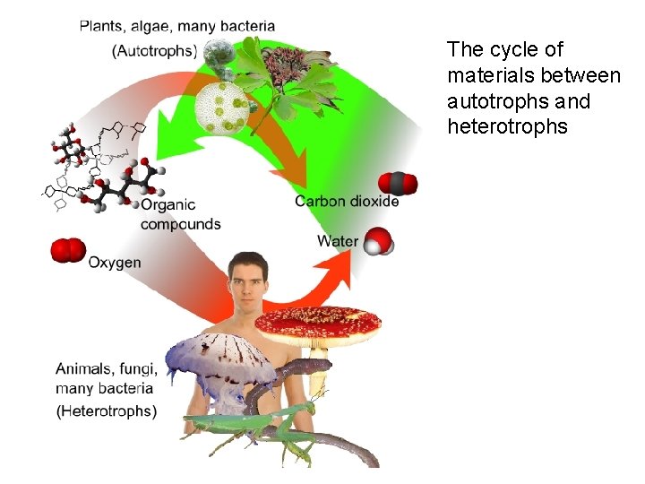 The cycle of materials between autotrophs and heterotrophs 