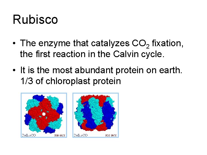 Rubisco • The enzyme that catalyzes CO 2 fixation, the first reaction in the
