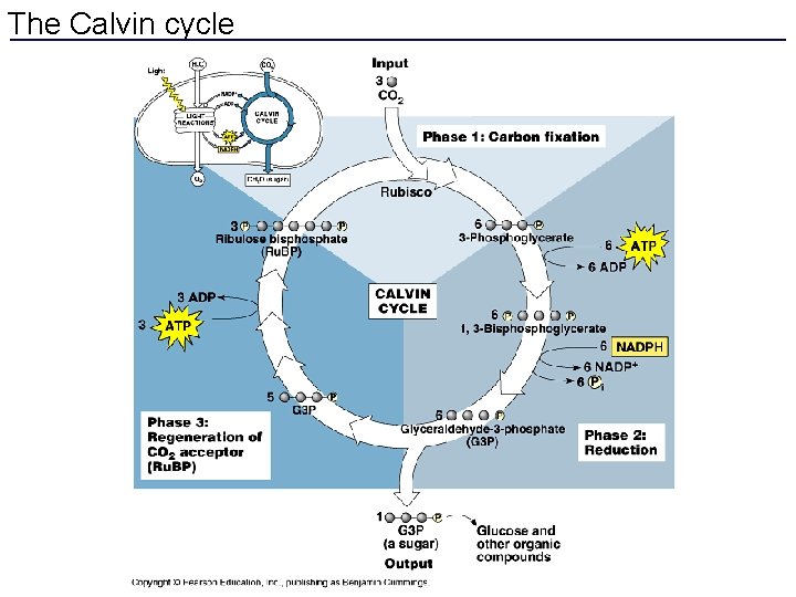 The Calvin cycle 
