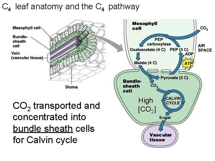 C 4 leaf anatomy and the C 4 pathway CO 2 transported and concentrated