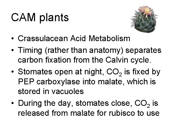 CAM plants • Crassulacean Acid Metabolism • Timing (rather than anatomy) separates carbon fixation