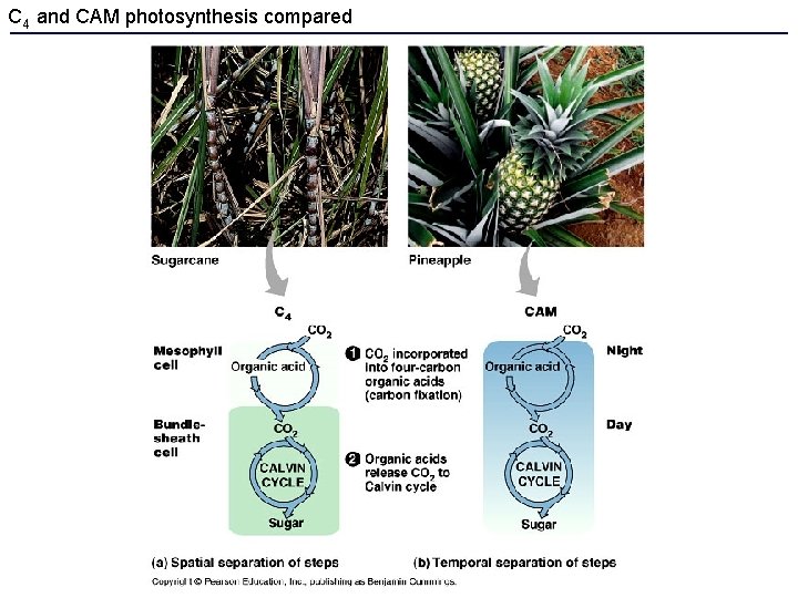 C 4 and CAM photosynthesis compared 