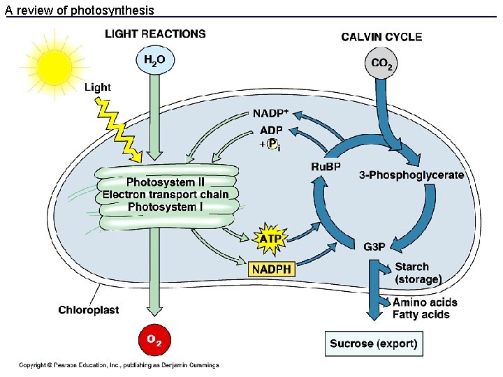 A review of photosynthesis 