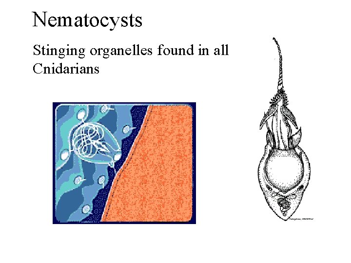 Nematocysts Stinging organelles found in all Cnidarians 