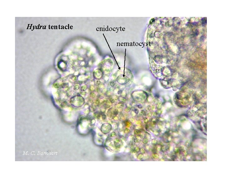 Hydra tentacle cnidocyte nematocyst M. C. Barnhart 