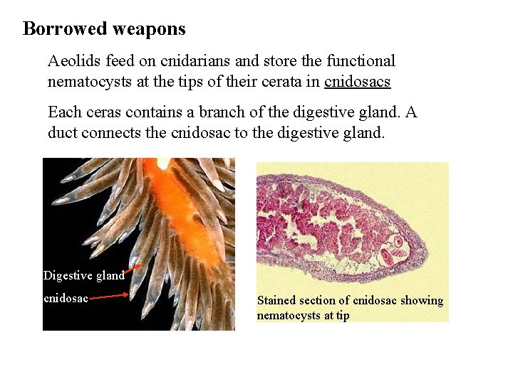 Borrowed weapons Aeolids feed on cnidarians and store the functional nematocysts at the tips