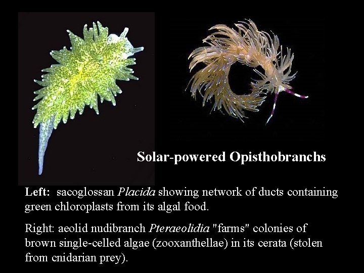 Solar-powered Opisthobranchs Left: sacoglossan Placida showing network of ducts containing green chloroplasts from its