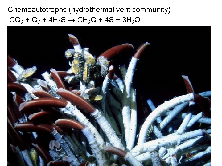 Chemoautotrophs (hydrothermal vent community) CO 2 + 4 H 2 S → CH 2