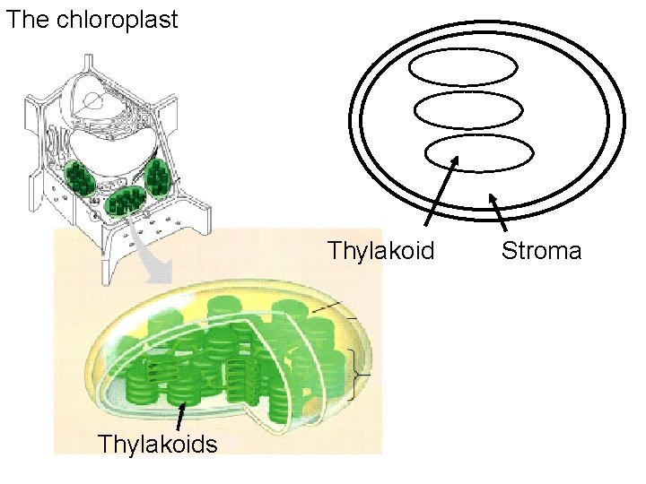 The chloroplast Thylakoids Stroma 