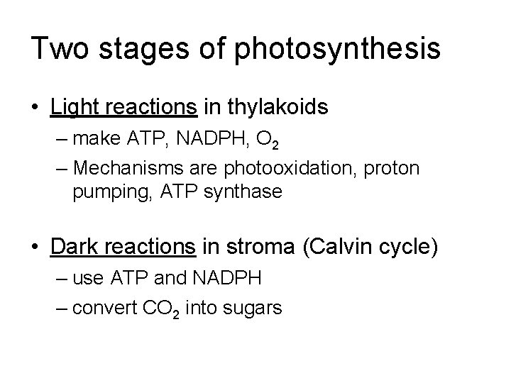 Two stages of photosynthesis • Light reactions in thylakoids – make ATP, NADPH, O