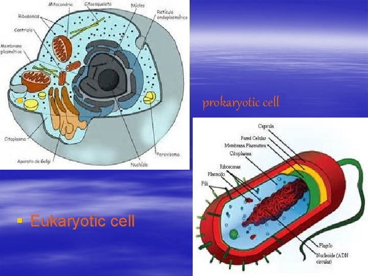 § § Eukaryotic cell prokaryotic cell 