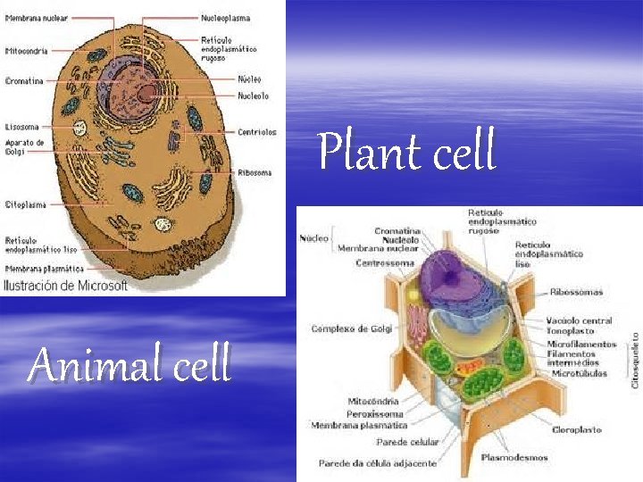 § Animal cell Plant cell 